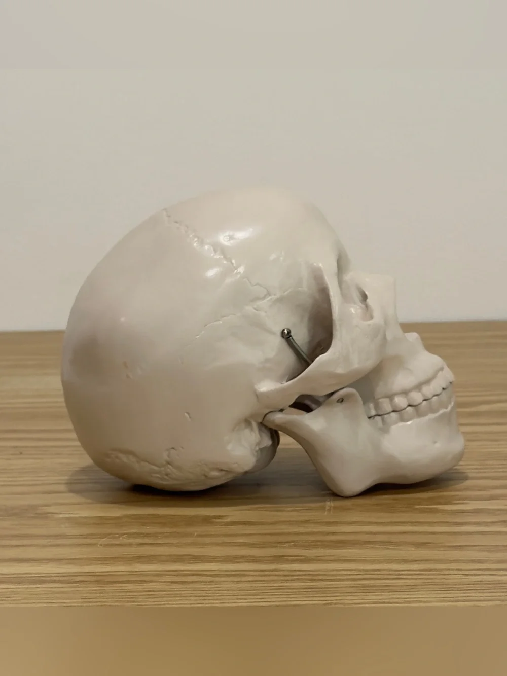 Restoration Hardware Skull Human Life Size Resin Vintage RH Y2K Halloween